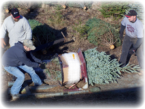 Picture of Staff Baling a Tree